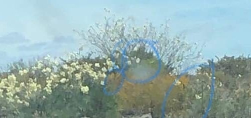 Close-up of flowering trees and sky with a pale yellow orb circled in blue among the foliage.