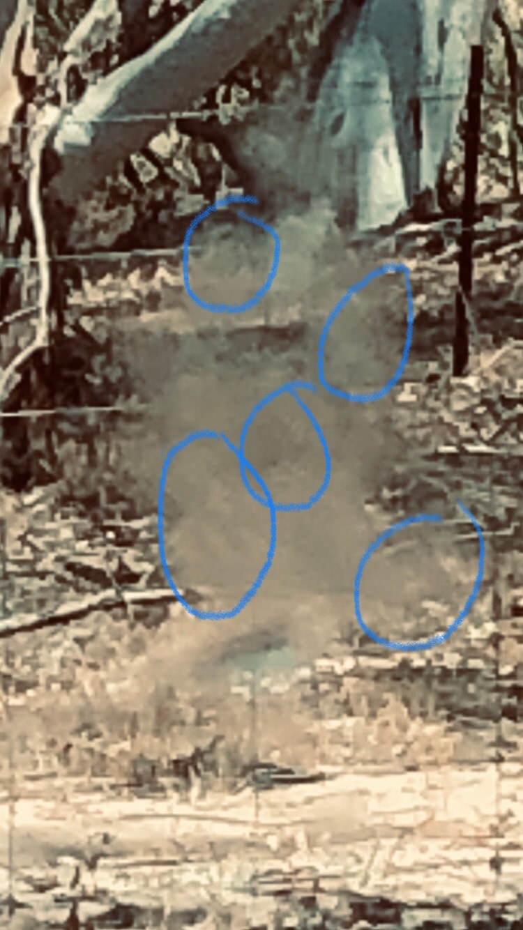 Wooded scene with vertical haze marked by several hand-drawn blue circles.